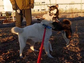 dote2101104.jpg