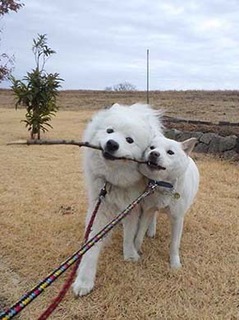 dote2101175.jpg
