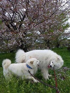 dote210405d.jpg