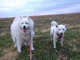 dote220110f.jpg