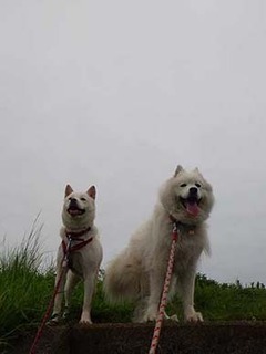 dote220806a.jpg