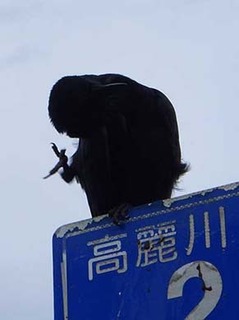 dote240514h.jpg
