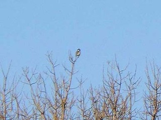 dote250227d.jpg