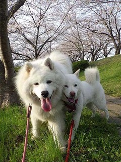 dote250408g.jpg