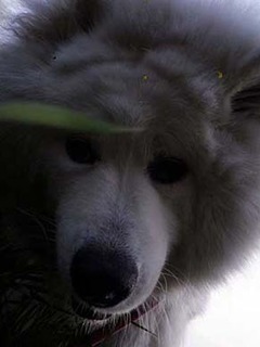 dote250418b.jpg