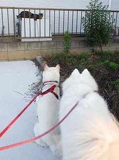 dote250629f.jpg