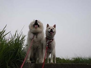 dote250709a.jpg