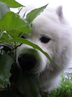dote250712f.jpg