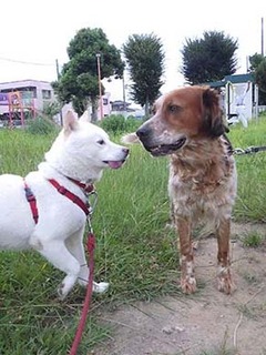 dote250801g.jpg