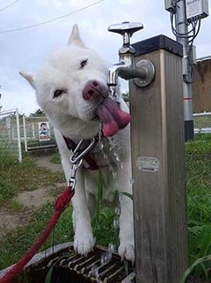 dote250804k.jpg