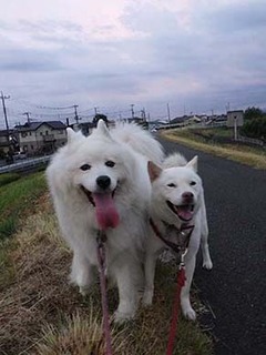 dote250809a.jpg