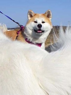 dote_2003015.jpg