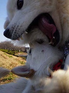dote_2003017.jpg