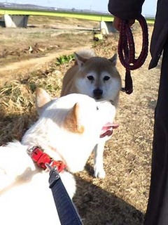 dote_2003018.jpg