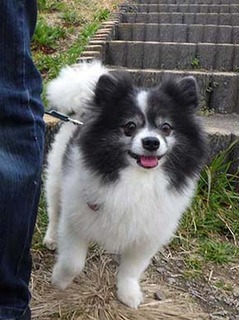 dote_2003045.jpg