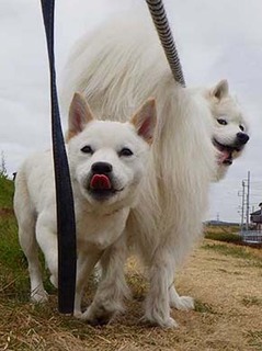 dote_2003071.jpg