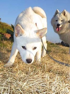 dote_2003091.jpg