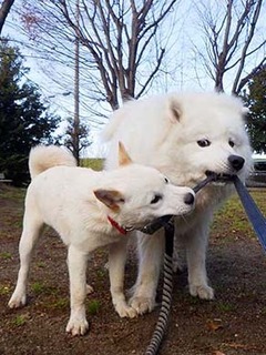 dote_20030911.jpg
