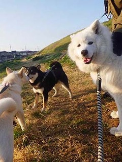 dote_2003092.jpg