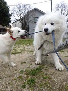 dote_20031410.jpg
