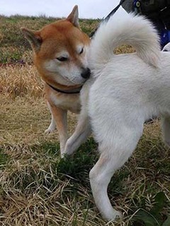 dote_2003142.jpg