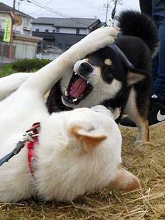 dote_2003143.jpg