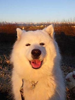 dote_2003151.jpg