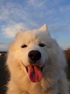 dote_2003163.jpg