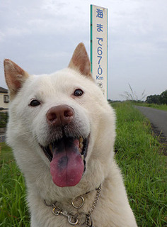 dote__k1706301.jpg