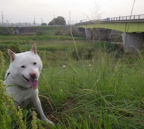 dote__k1706302.jpg