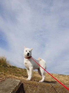dote_g2002121.jpg