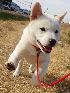 dote_g2002141.jpg