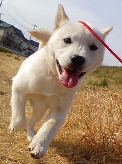 dote_g2002143.jpg