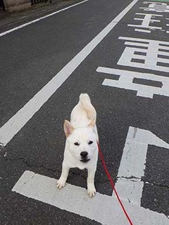 dote_g2002151.jpg