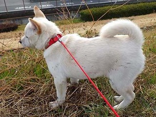 dote_g2002153.jpg