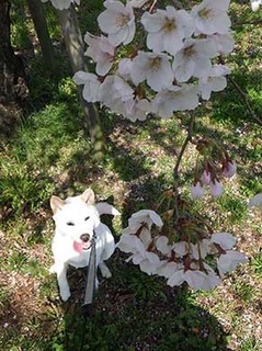 dote_g2004025.jpg