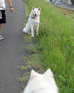 dote_i1707101.jpg