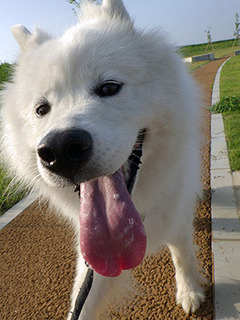 dote_i1707112.jpg