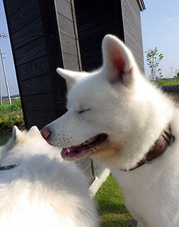 dote_i1707114.jpg