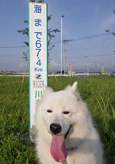 dote_i1707115.jpg