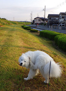 dote_i1707121.jpg