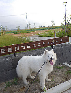 dote_i1707132.jpg