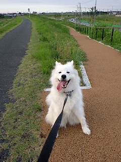 dote_i1707143.jpg