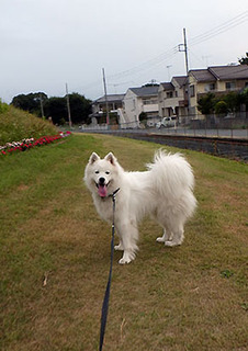 dote_i1707201.jpg