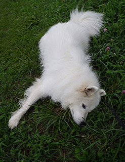 dote_i1708013.jpg