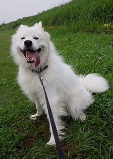 dote_i1708014.jpg