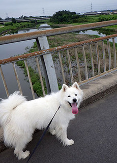 dote_i1708061.jpg