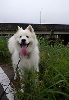 dote_i1708062.jpg