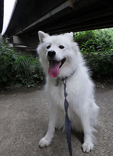 dote_i1708064.jpg