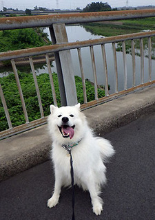 dote_i1708101.jpg